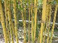 Lemon Lime Bamboo / Bambusa eutuldoides